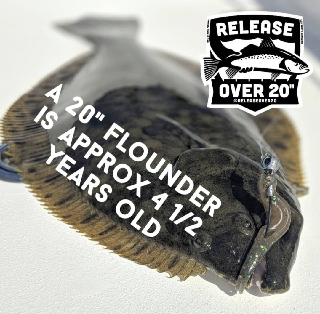 flounder 01