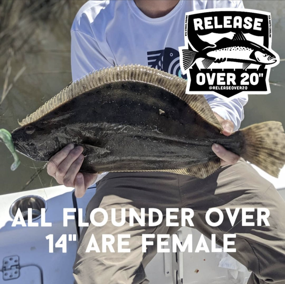flounder 02