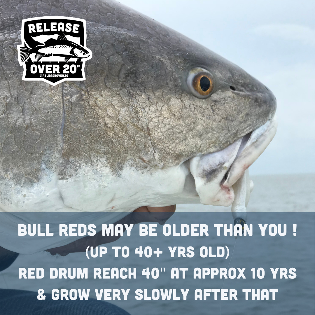red drum 01