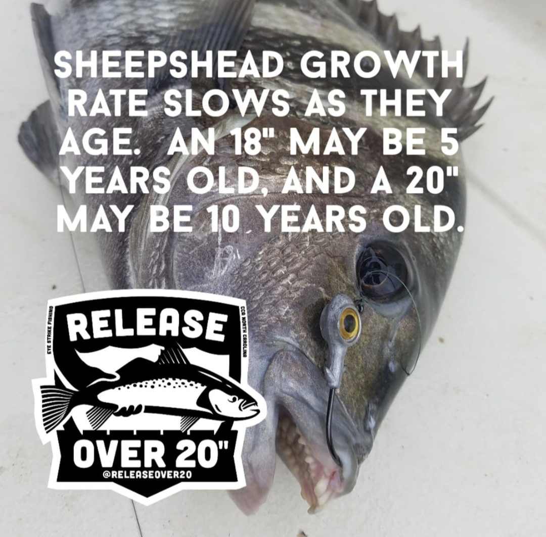 sheepshead 01
