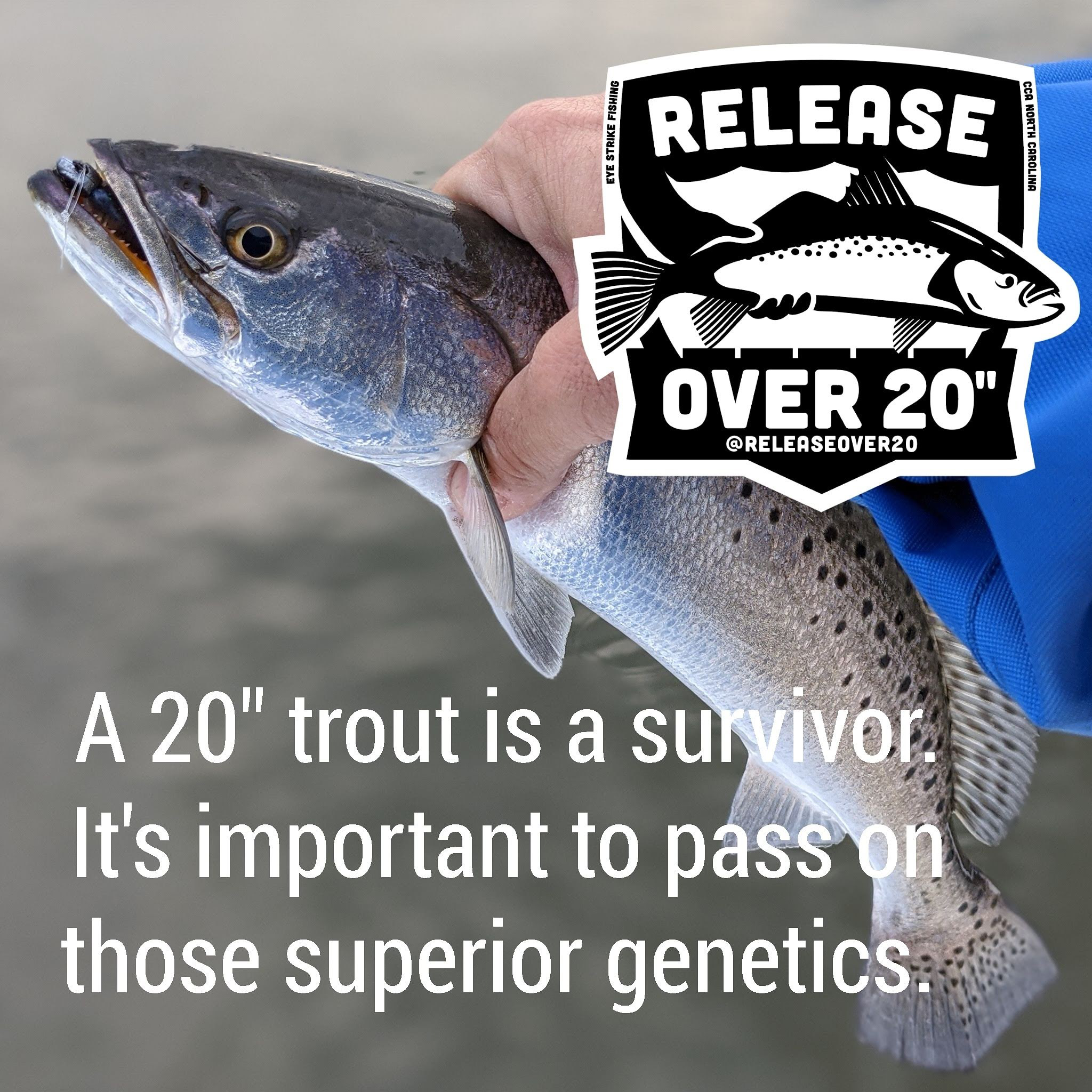 speckled trout 01
