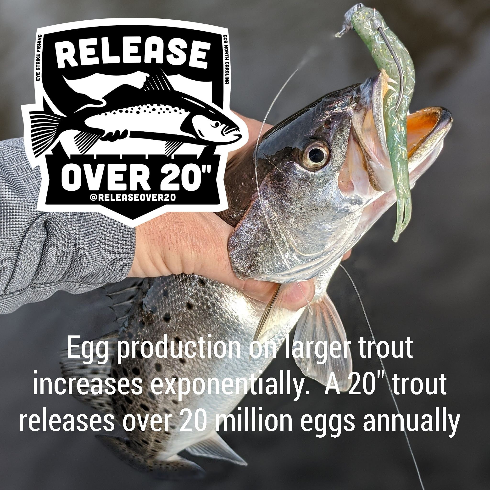 speckled trout 03