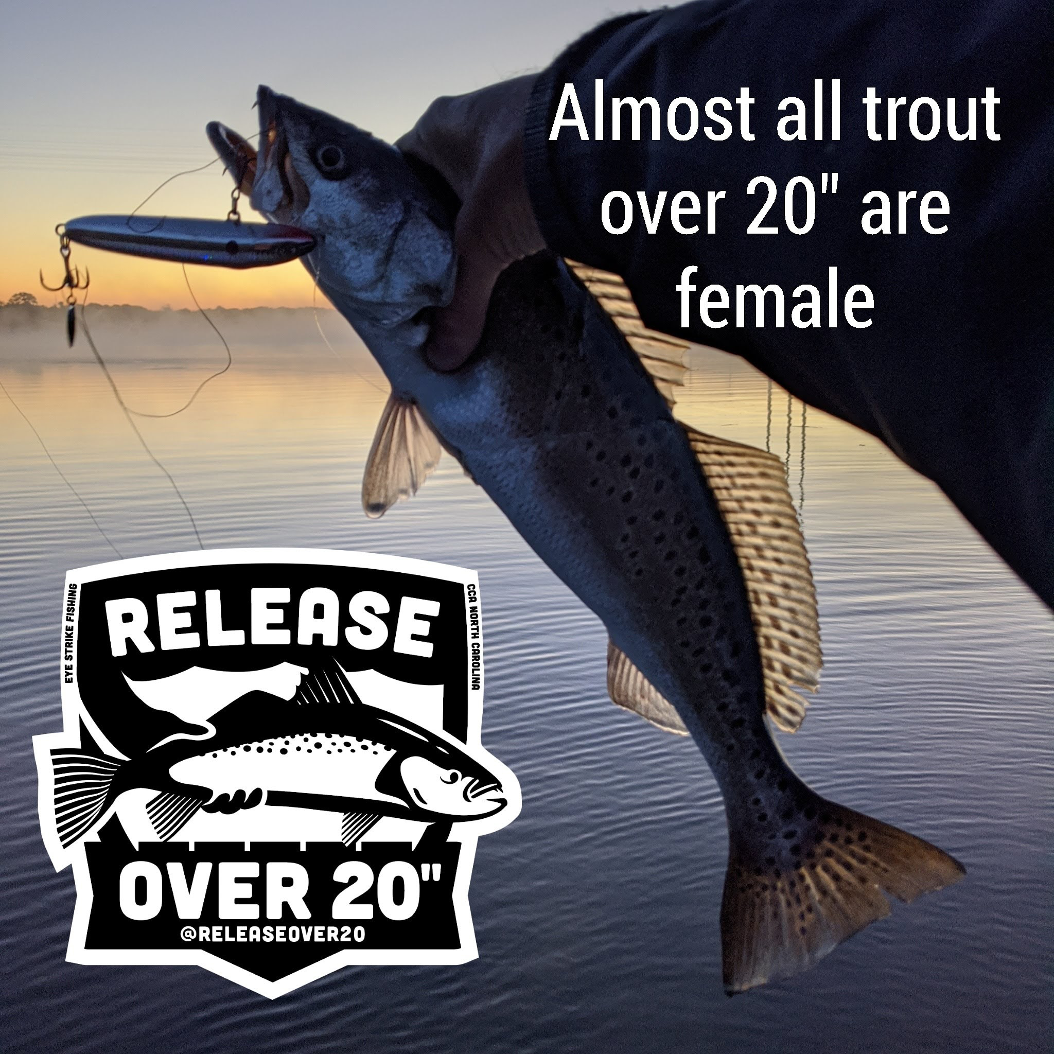 speckled trout 04